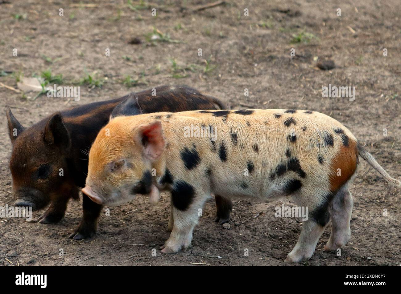 Piggies Stock Photo
