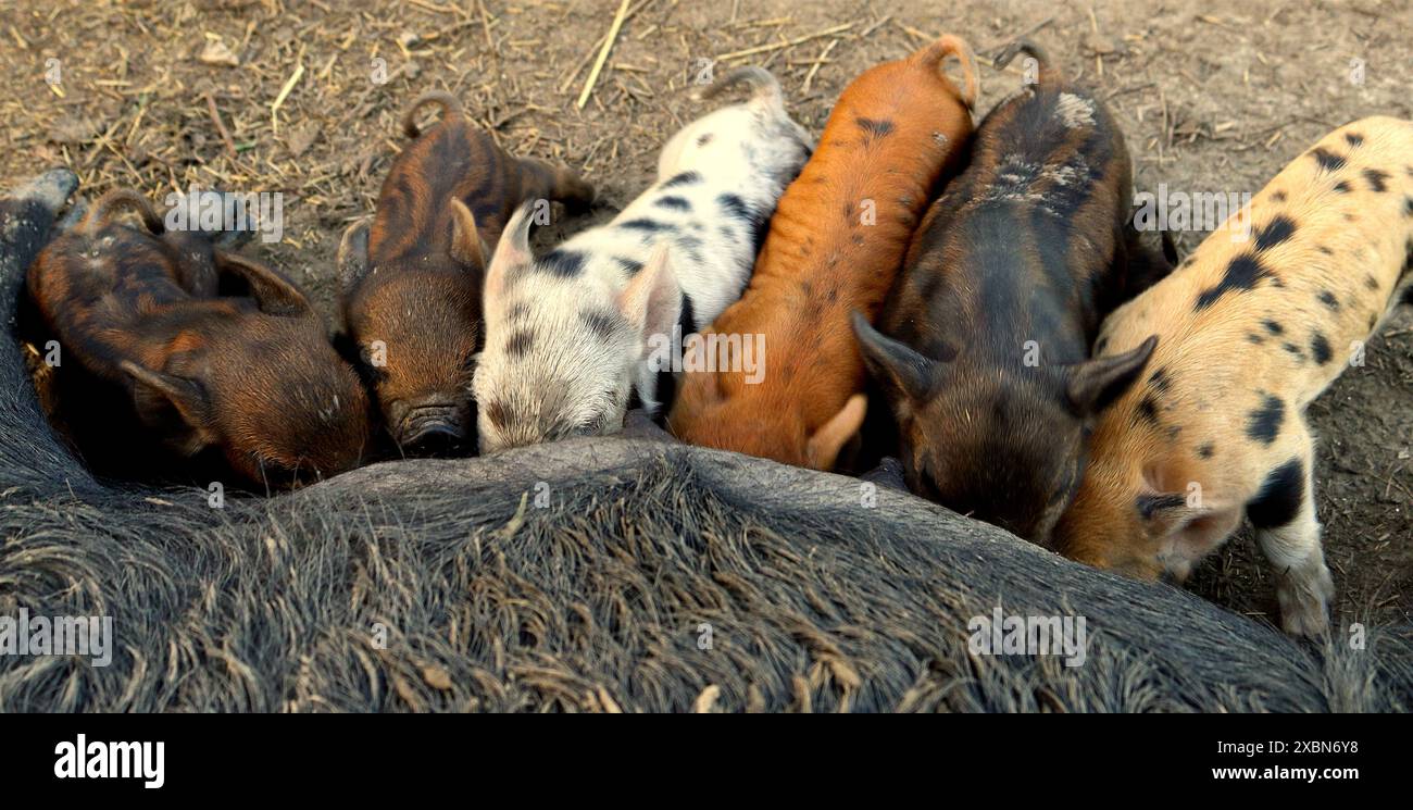 Piggies Stock Photo