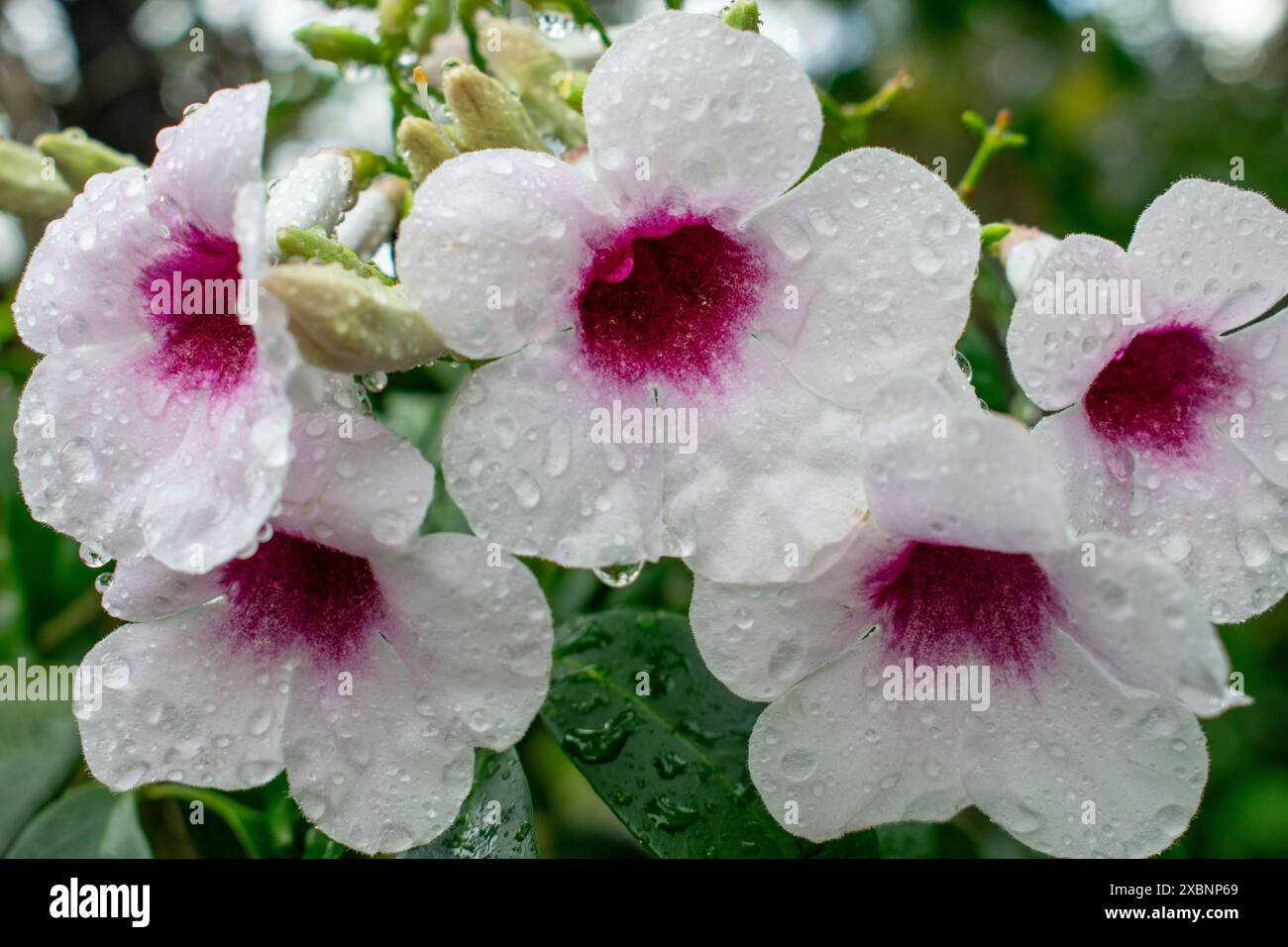 Pandorea jasminoides Stock Photo