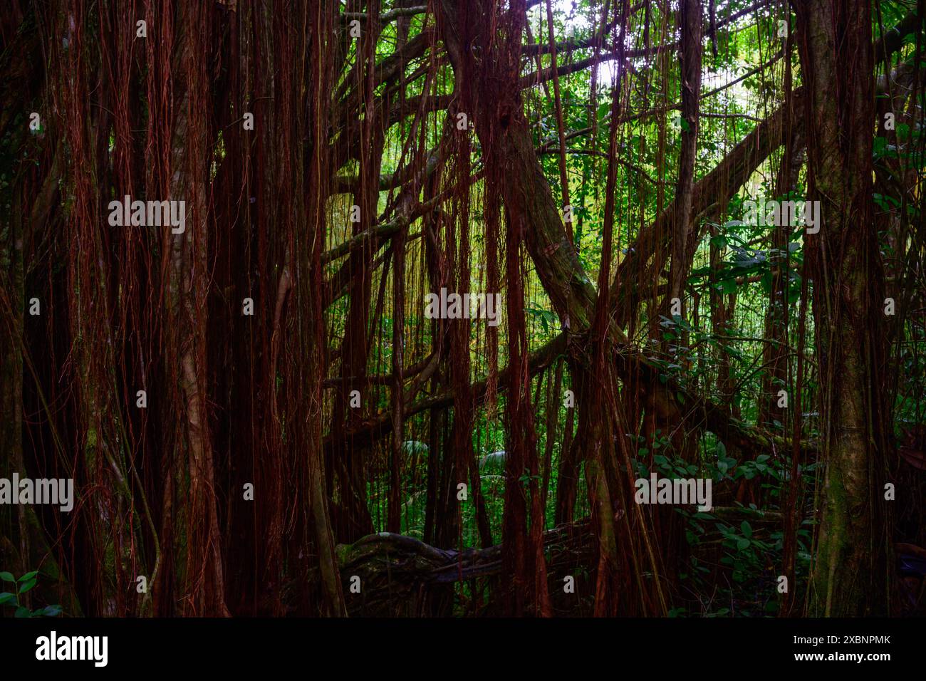 Draping vegetation hi-res stock photography and images - Alamy