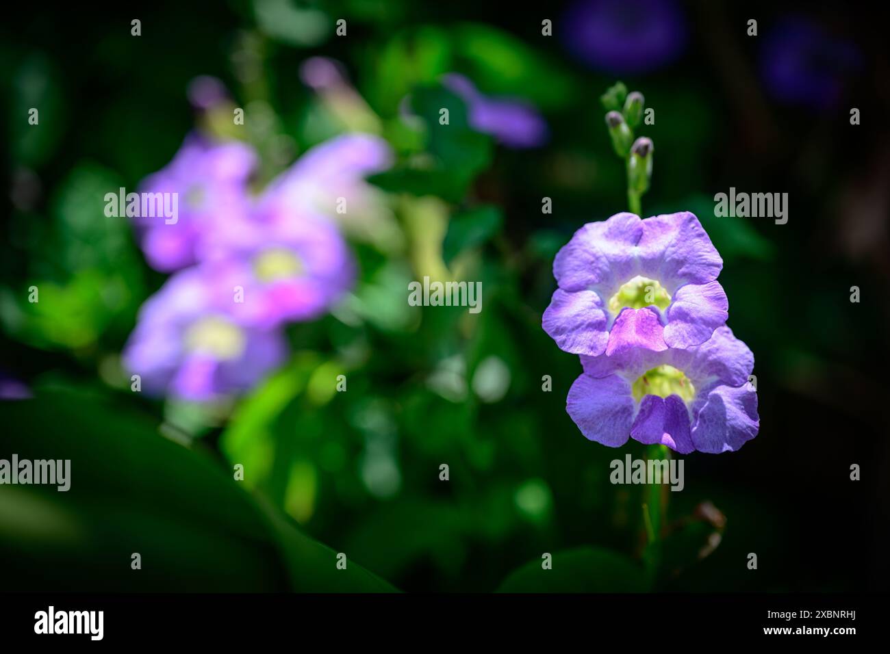 A tropical flower, vibrant in its natural rainforest setting. Stock Photo