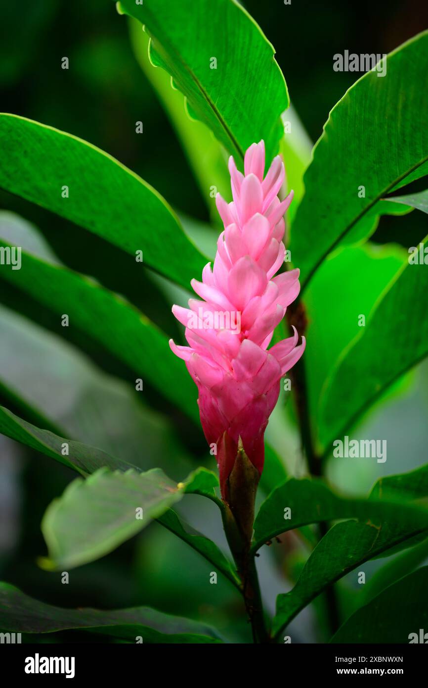 Beautiful tropical plants growing in the Hawaiian rainforest. Stock Photo