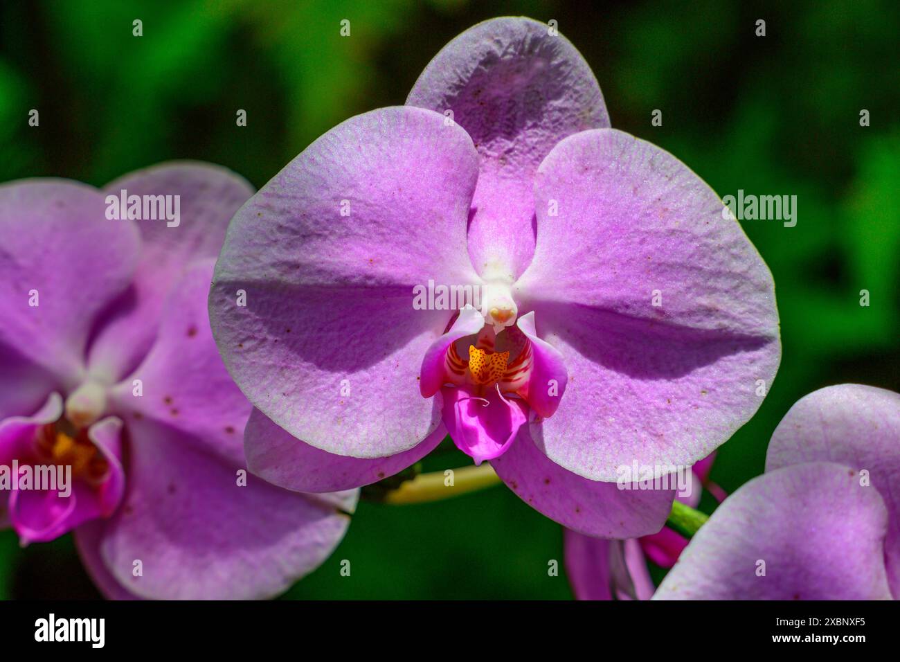 Rainforest orchids tourist hi-res stock photography and images - Alamy