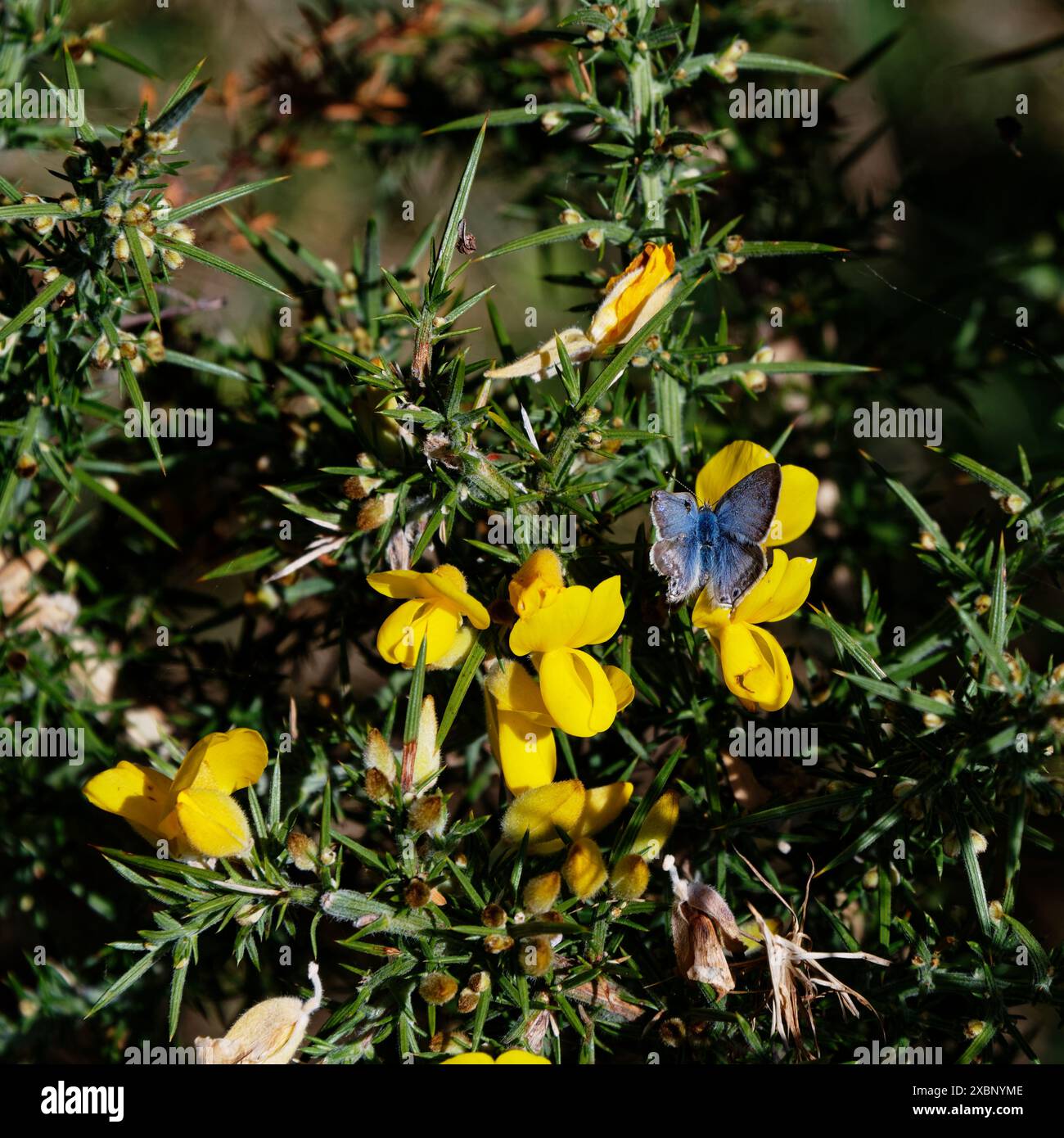 Blue and yellow flower border hi-res stock photography and images - Alamy