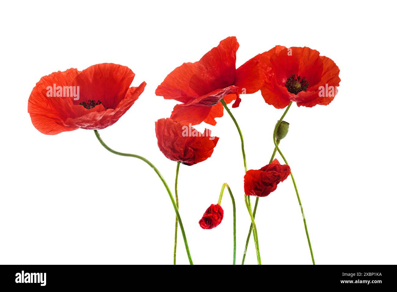 Poppies isolated hi-res stock photography and images - Alamy