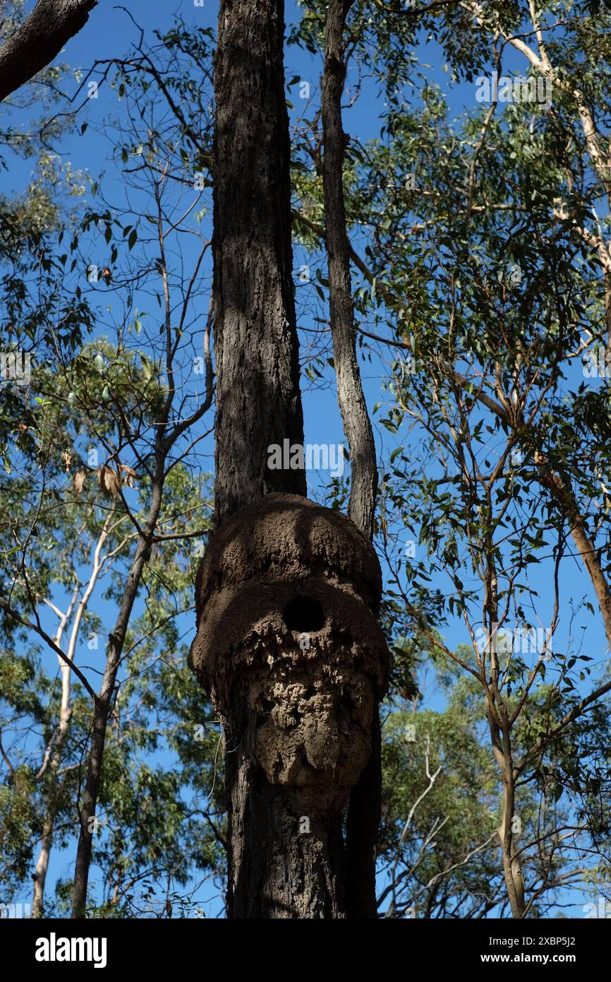 Bird nest made from an arboreal nest of mud high in the branches of a ...