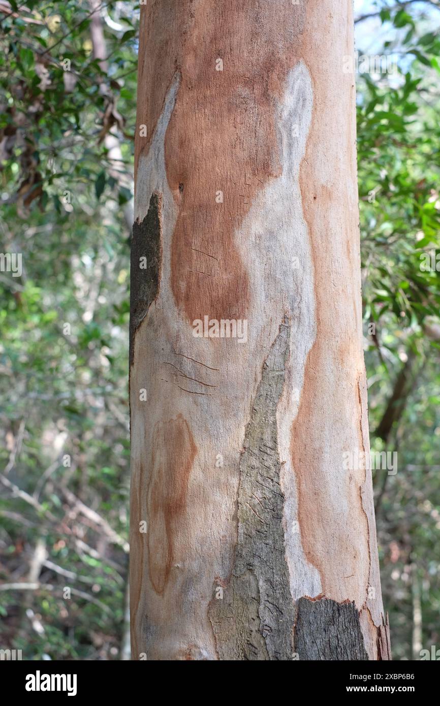 Tree trunks with animal claw marks in the Seven Hills Bushland Reserve, Carina, Brisbane, Australia Stock Photo