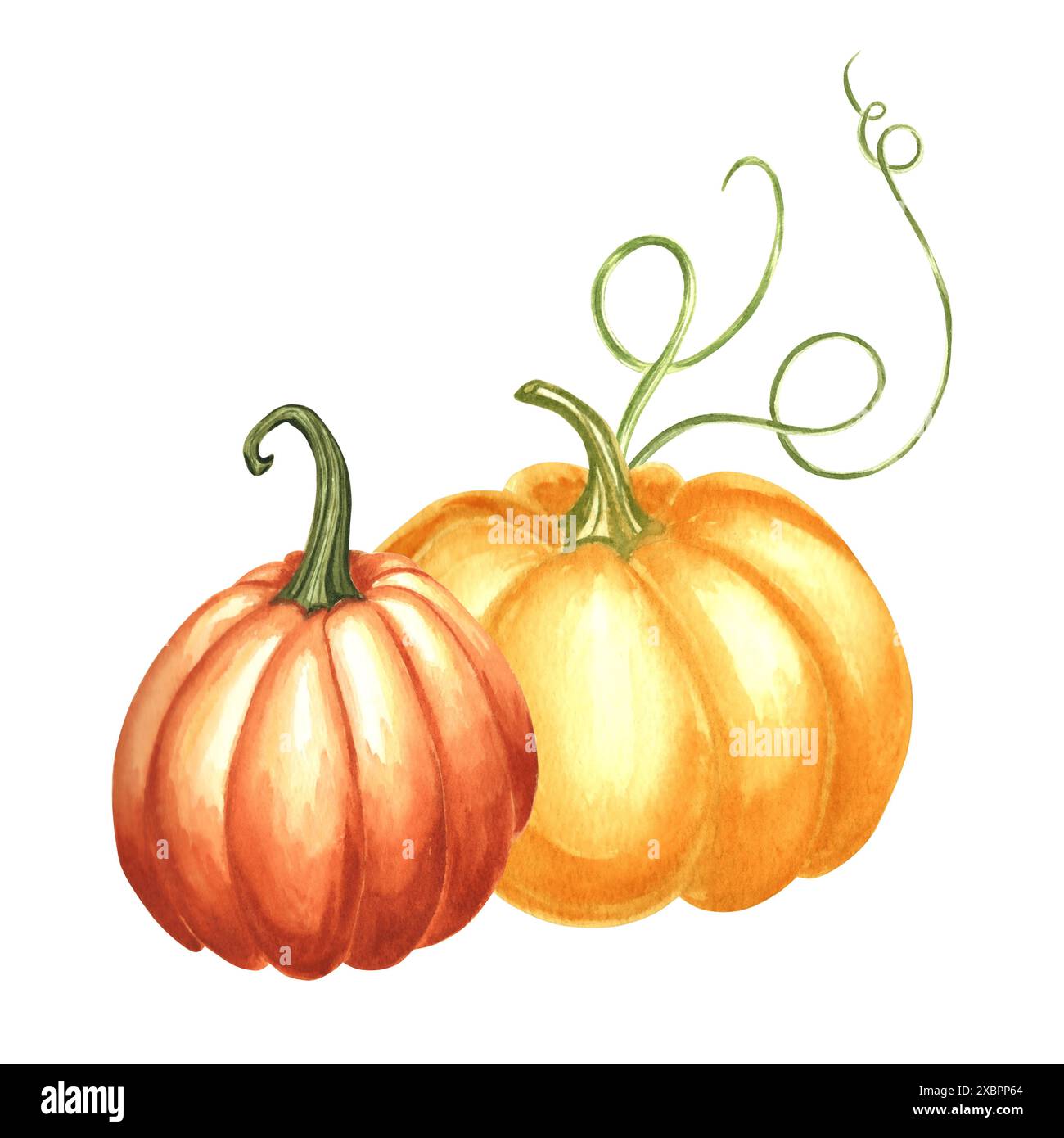 Pumpkins orange and yellow whole. Hand drawn watercolor illustration ...