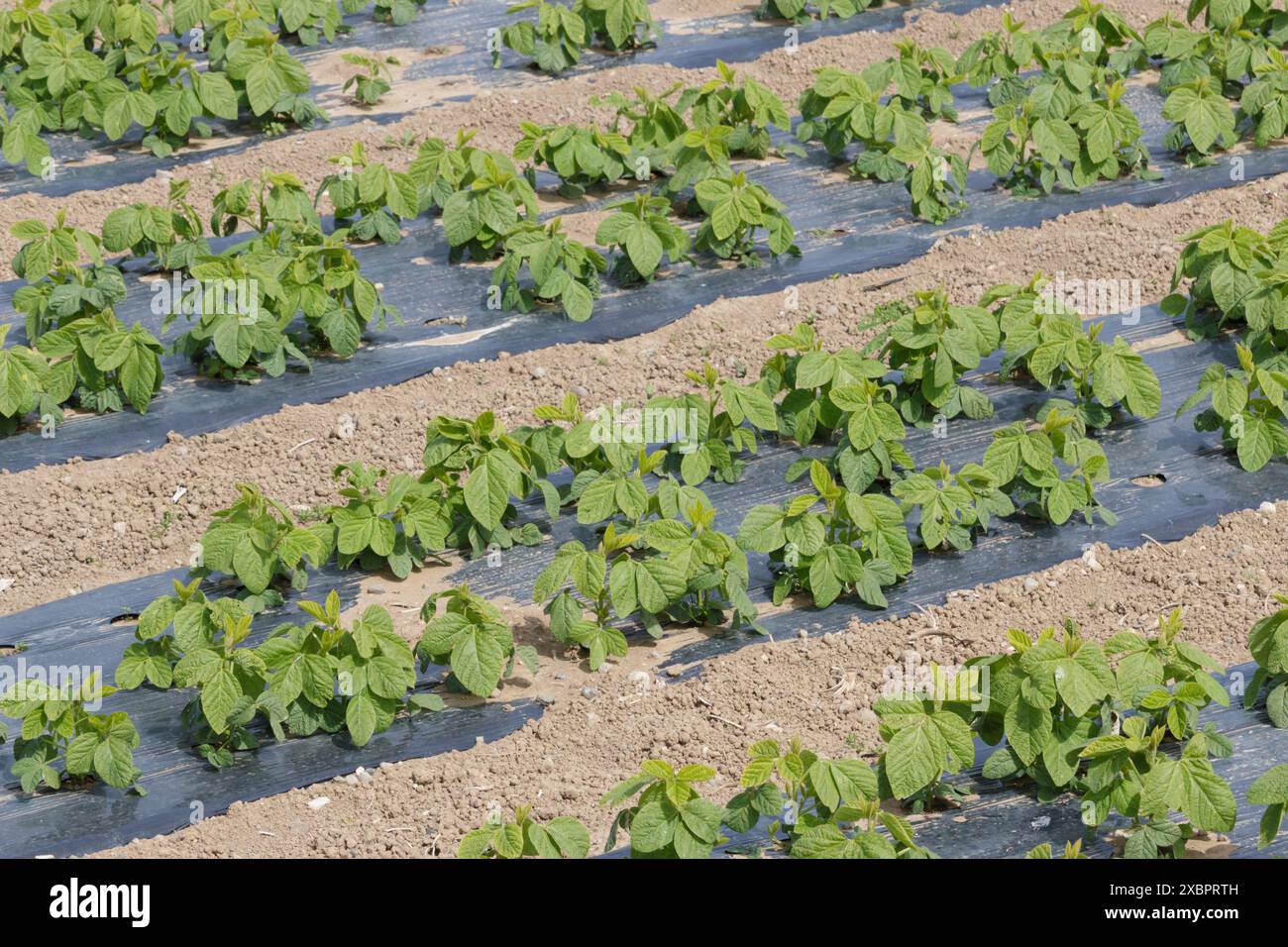 Edamame bean field hi-res stock photography and images - Alamy