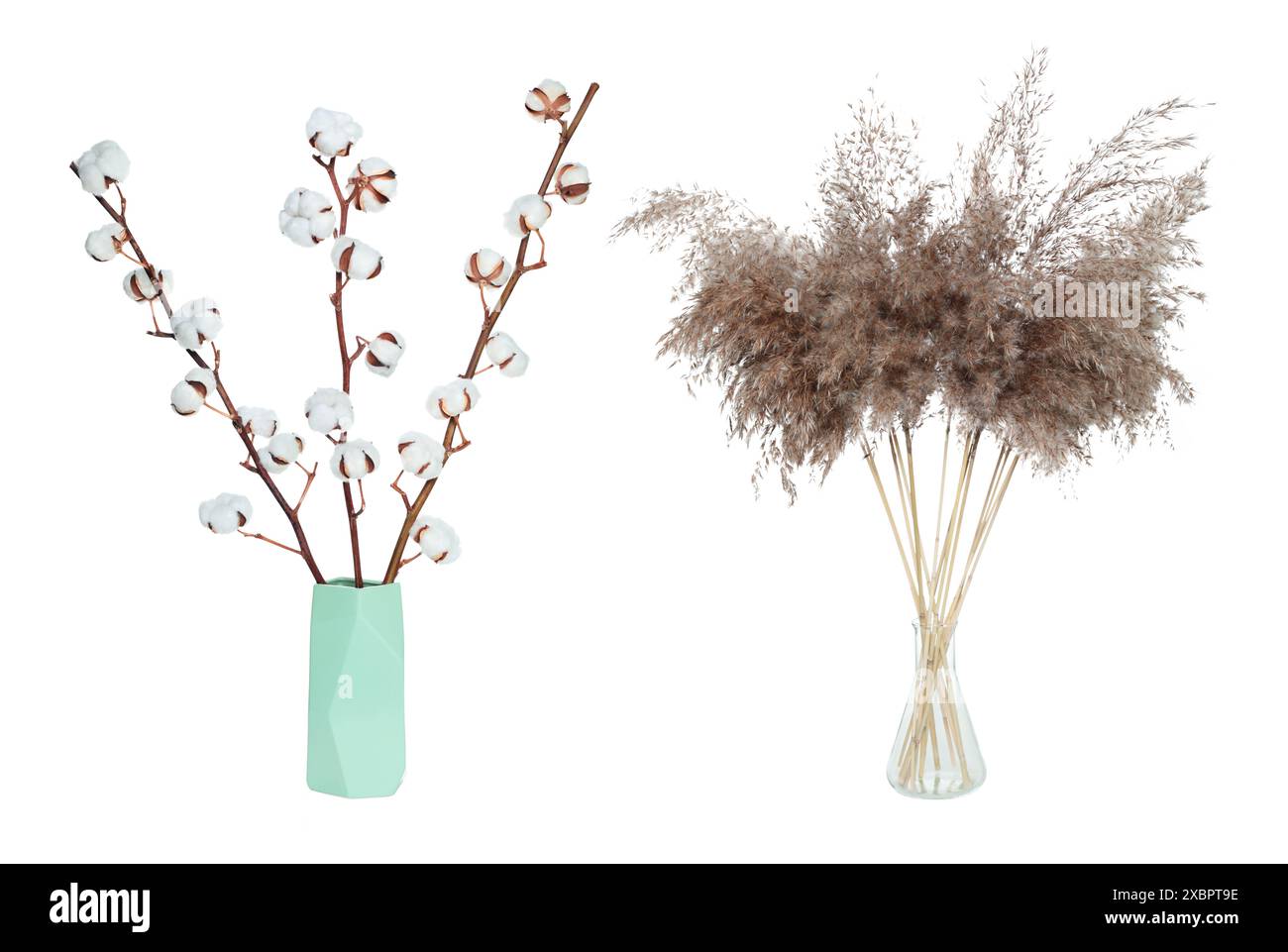 Set of Dry decorative Cotton Flower and Pampas Grass in a glass vase, isolated on a transparent background Stock Photo