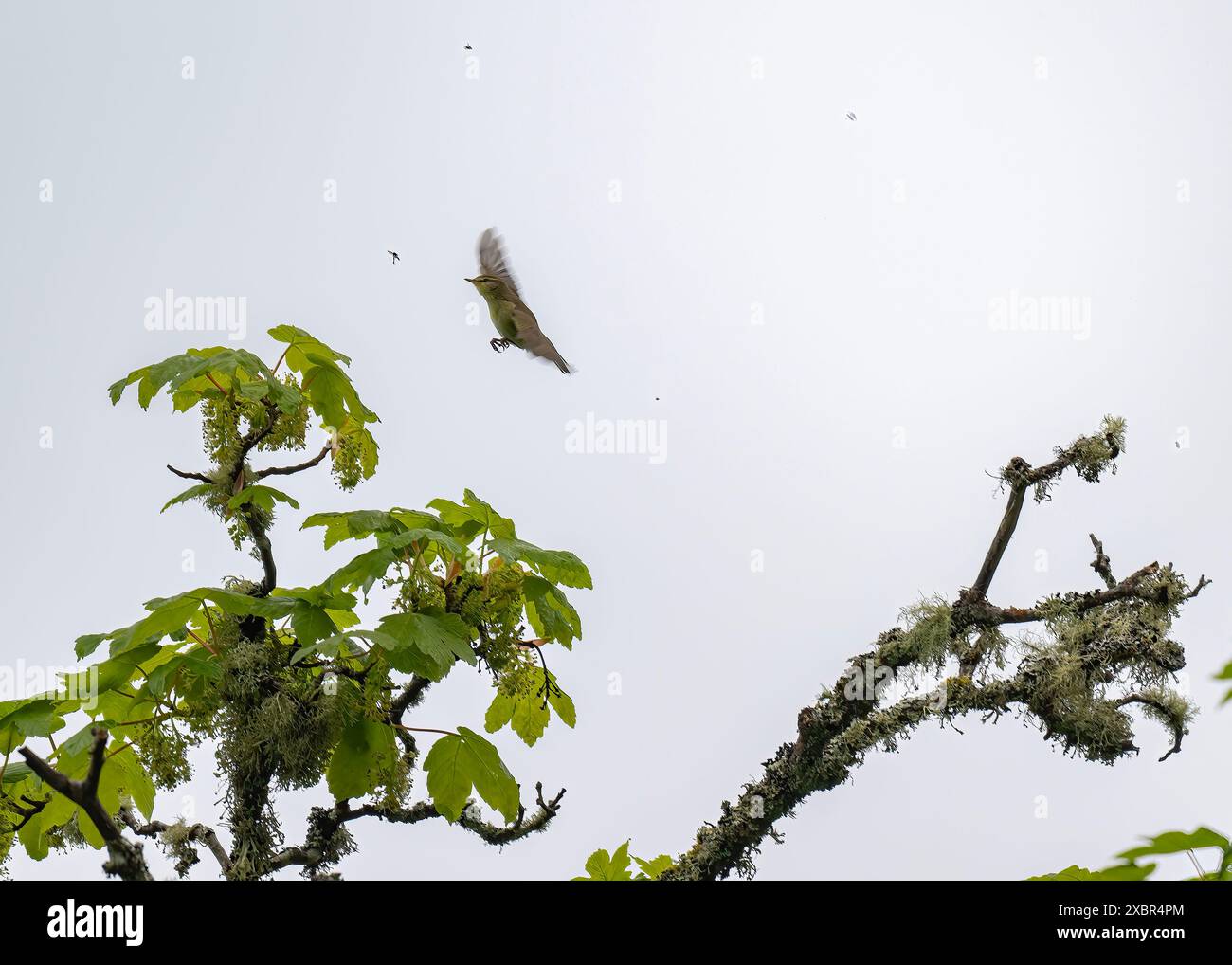 Warbler willow (Phylloscopus trochilus) chasing a fly, Lews Castle ...