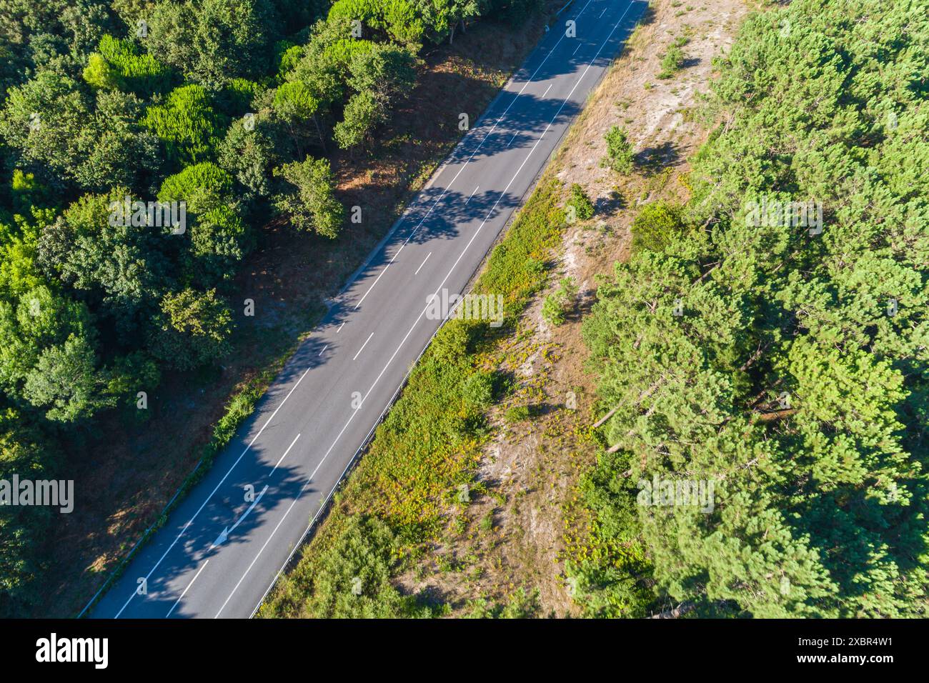 a road through a pine forest in summer seen from a drone Stock Photo