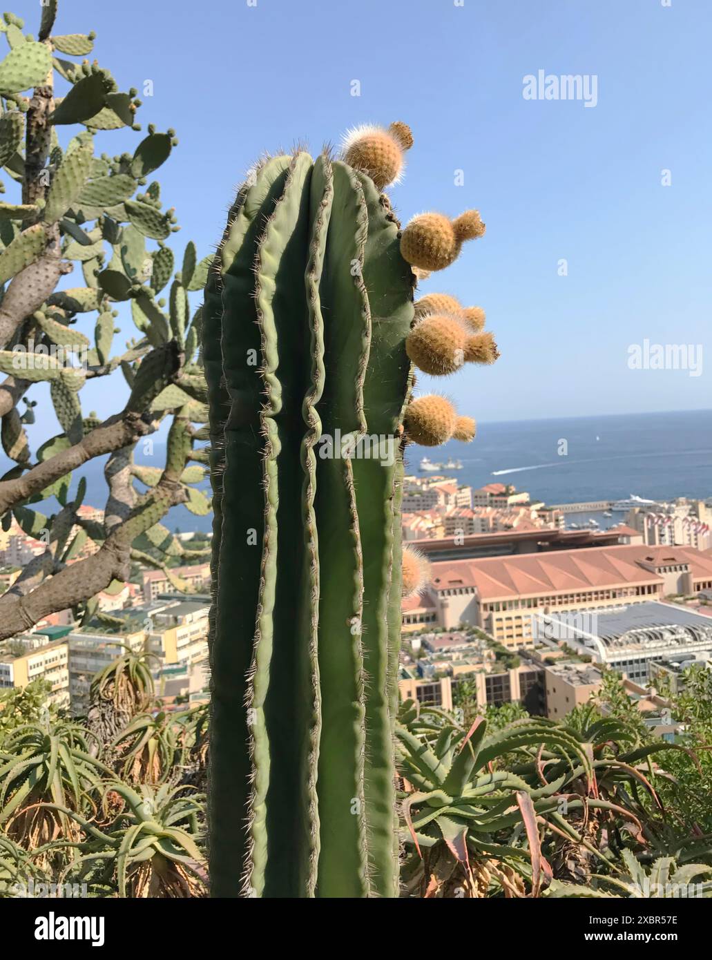 Huge cactus in exotic garden of Monaco. Nature and plants. Background, template for design.  Stock Photo