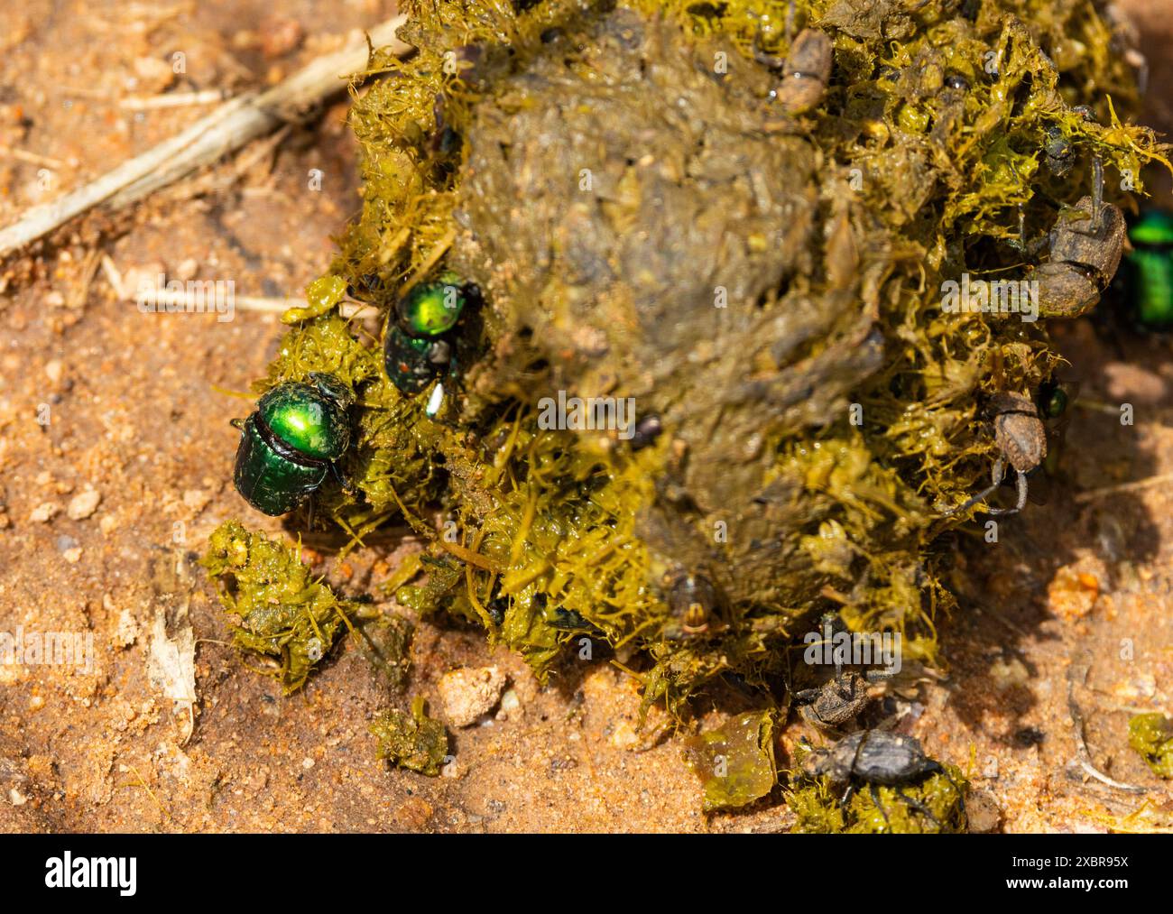 Green dung beetle hi-res stock photography and images - Alamy Green dung beetle hi-res stock photography and images - Alamy