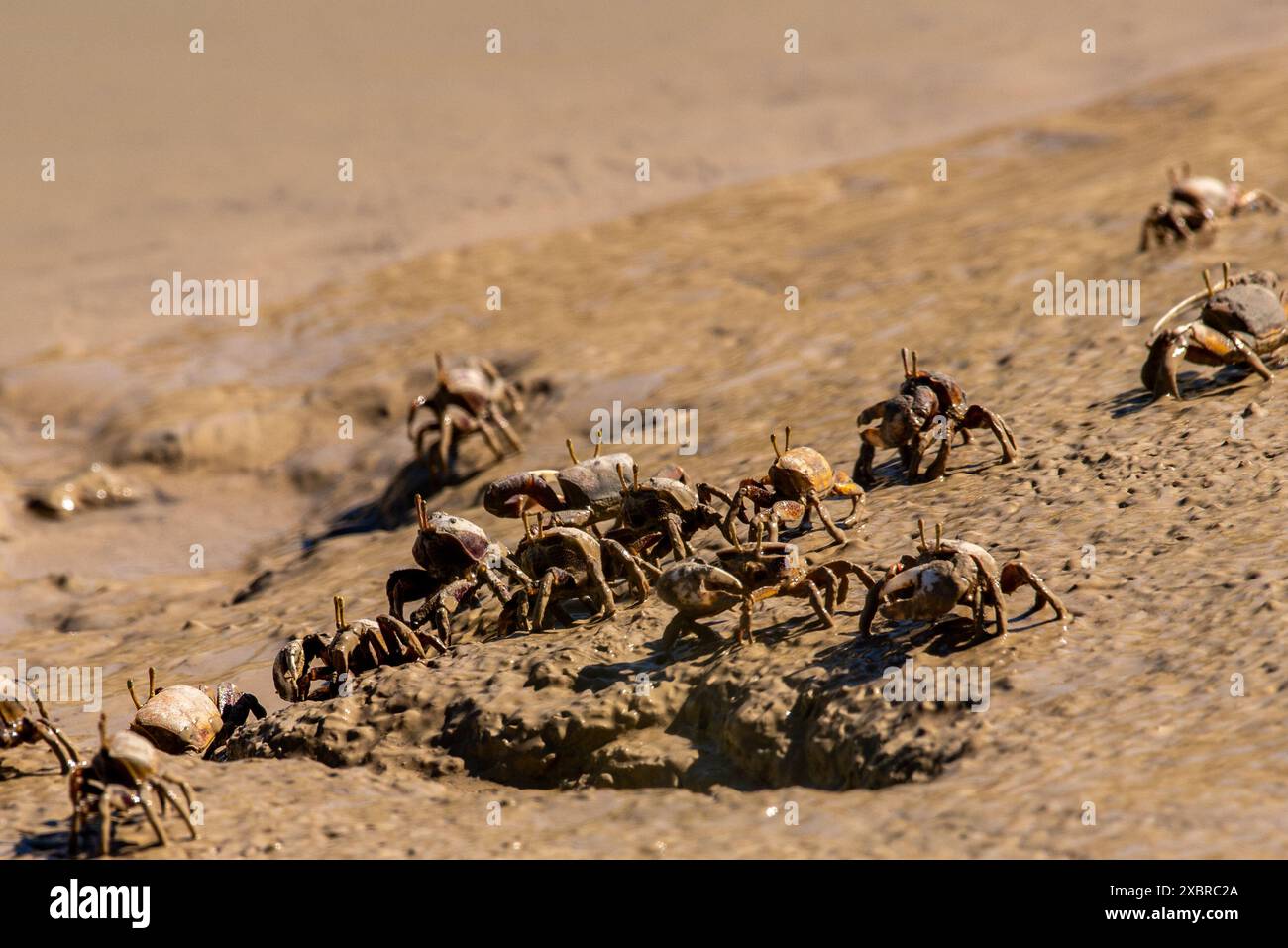 Fiddler crabs walk on a rivershore looking for food Stock Photo