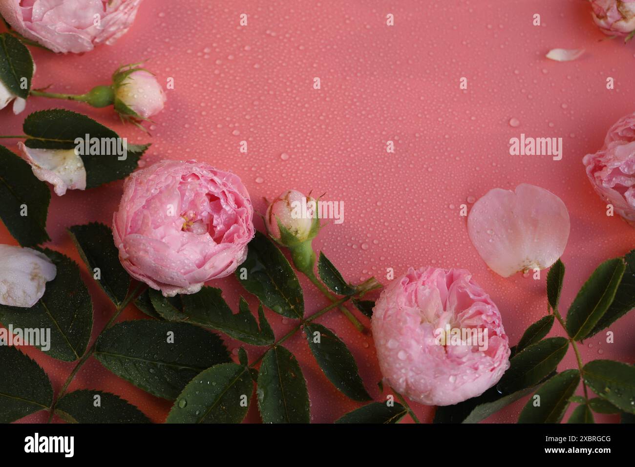 Beautiful bright pink pattern hi-res stock photography and images - Alamy