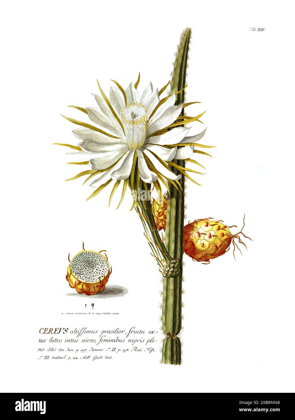 Colorful vintage botanical illustration of flowering Cereus by Christoph Jakob Trew, 1700s Stock Photo