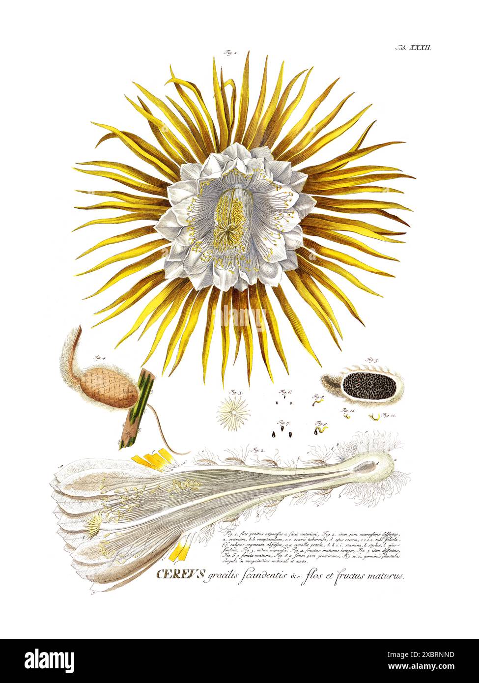 Colorful vintage botanical illustration of flowering Cereus by Christoph Jakob Trew, 1700s Stock Photo