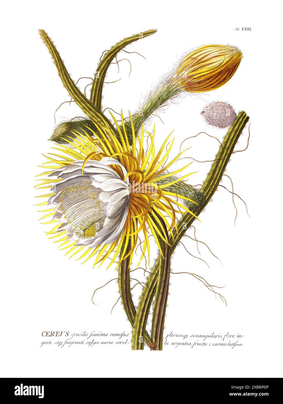 Colorful vintage botanical illustration of flowering Cereus by Christoph Jakob Trew, 1700s Stock Photo