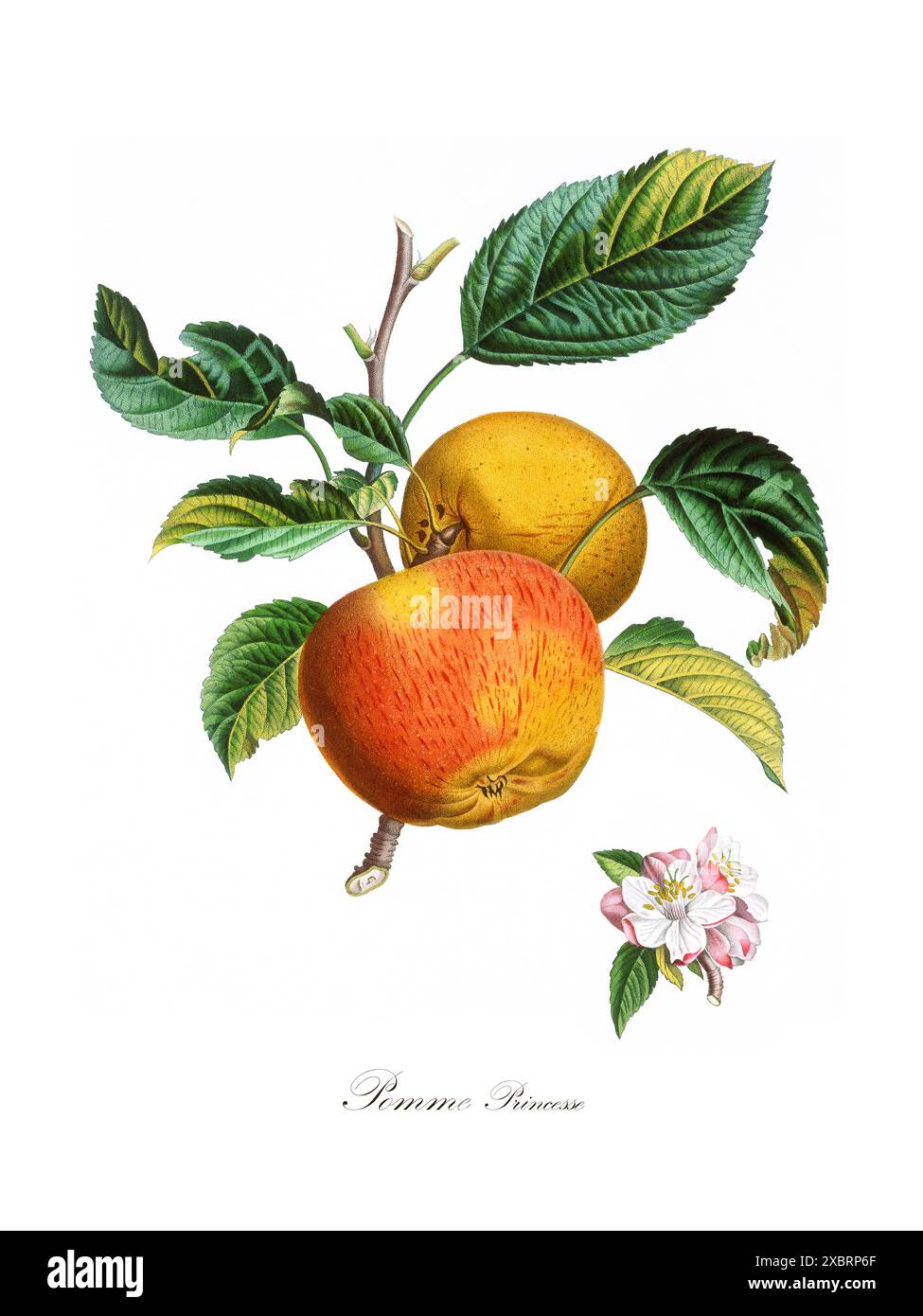 Colorful drawing apple tree hi-res stock photography and