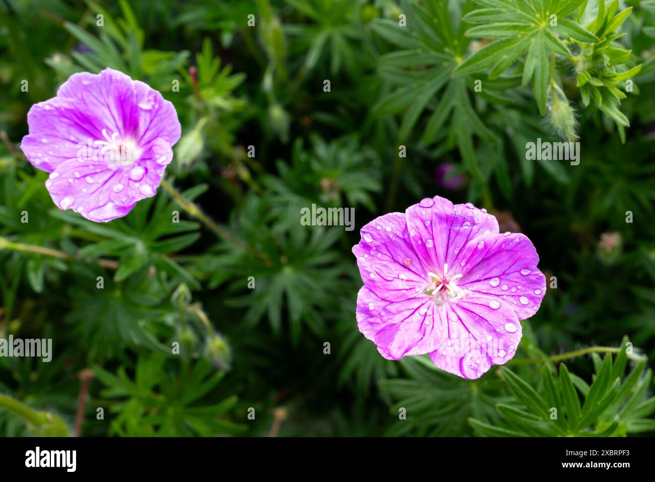 A closeup view of the Bloody Crane's Bill flower Geraniym sanguineum L in a garden in Cornmwall in the UK. Stock Photo