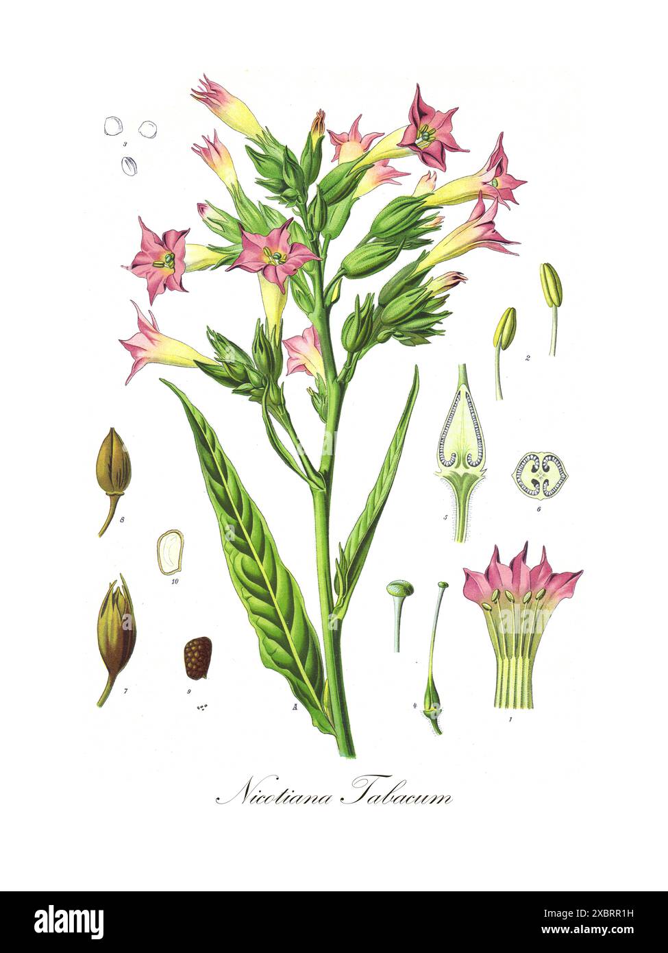 tobacco flower diagram a) Flowers of transgenic (35S::HAM59 and 35S::HAM45) plants: Tobacco flower illustration hi-res stock