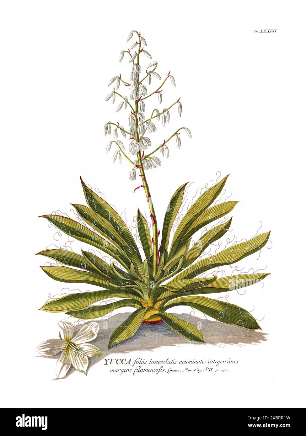 Colorful vintage botanical illustration of Yucca by Christoph Jakob Trew, 1700s Stock Photo