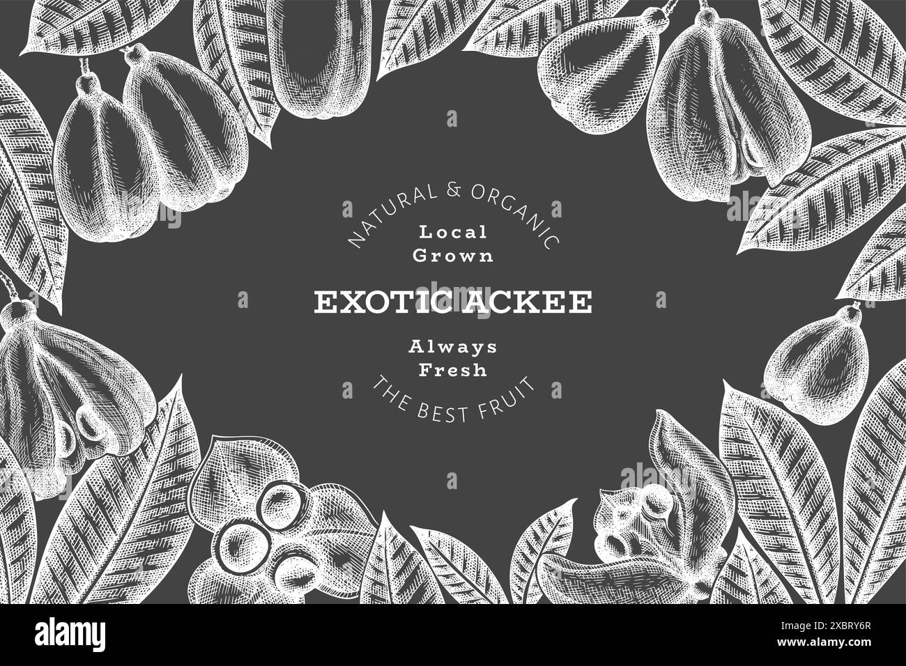 Hand drawn sketch style ackee banner. Organic fresh food vector ...