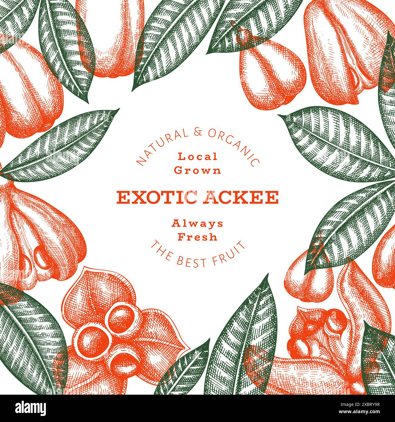 Hand drawn sketch style ackee banner. Organic fresh food vector ...