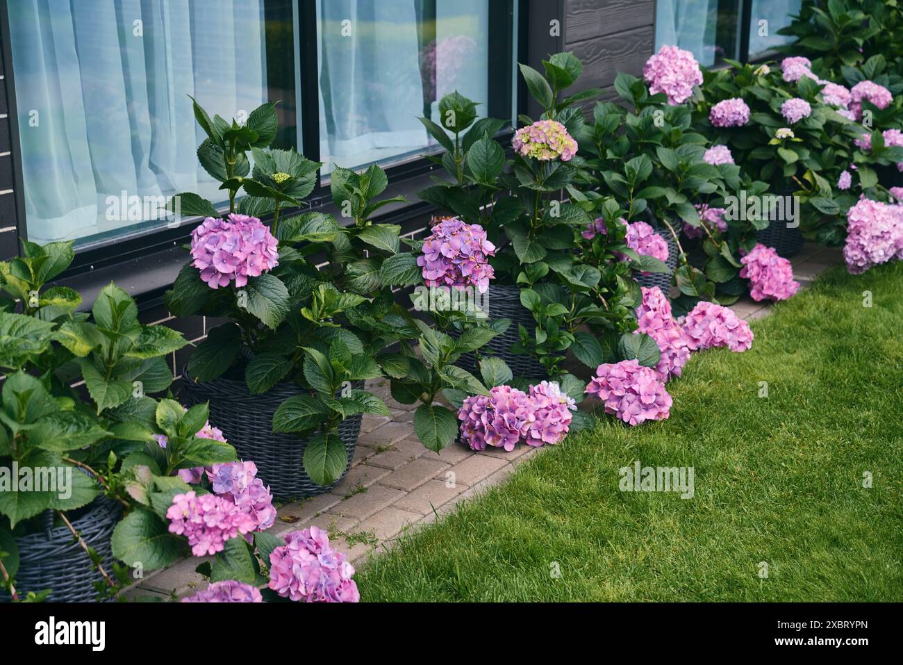pink flowers of hydrangea in the garden. Garden decor Stock Photo - Alamy