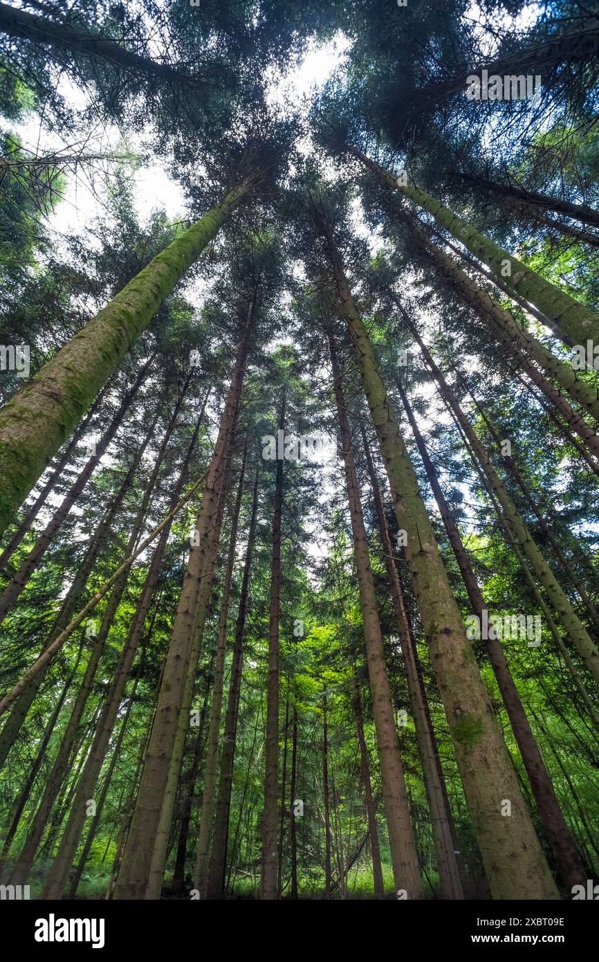 Crowns tall pine trees hi-res stock photography and images - Alamy