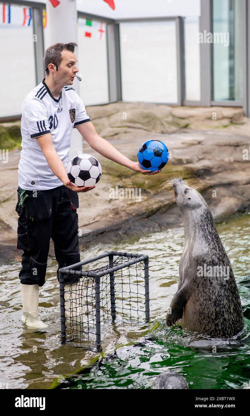 Wilhelmshaven, Germany. 13th June, 2024. Daniel Meyer, animal keeper at the Wilhelmshaven Aquarium, and seal Paul play with a soccer while feeding the animals. The seals Ole and Paul at the Wilhelmshaven Aquarium are firmly expecting a draw in the German national soccer team's opening game against Scotland at the European Championships. Credit: Hauke-Christian Dittrich/dpa/Alamy Live News Stock Photo