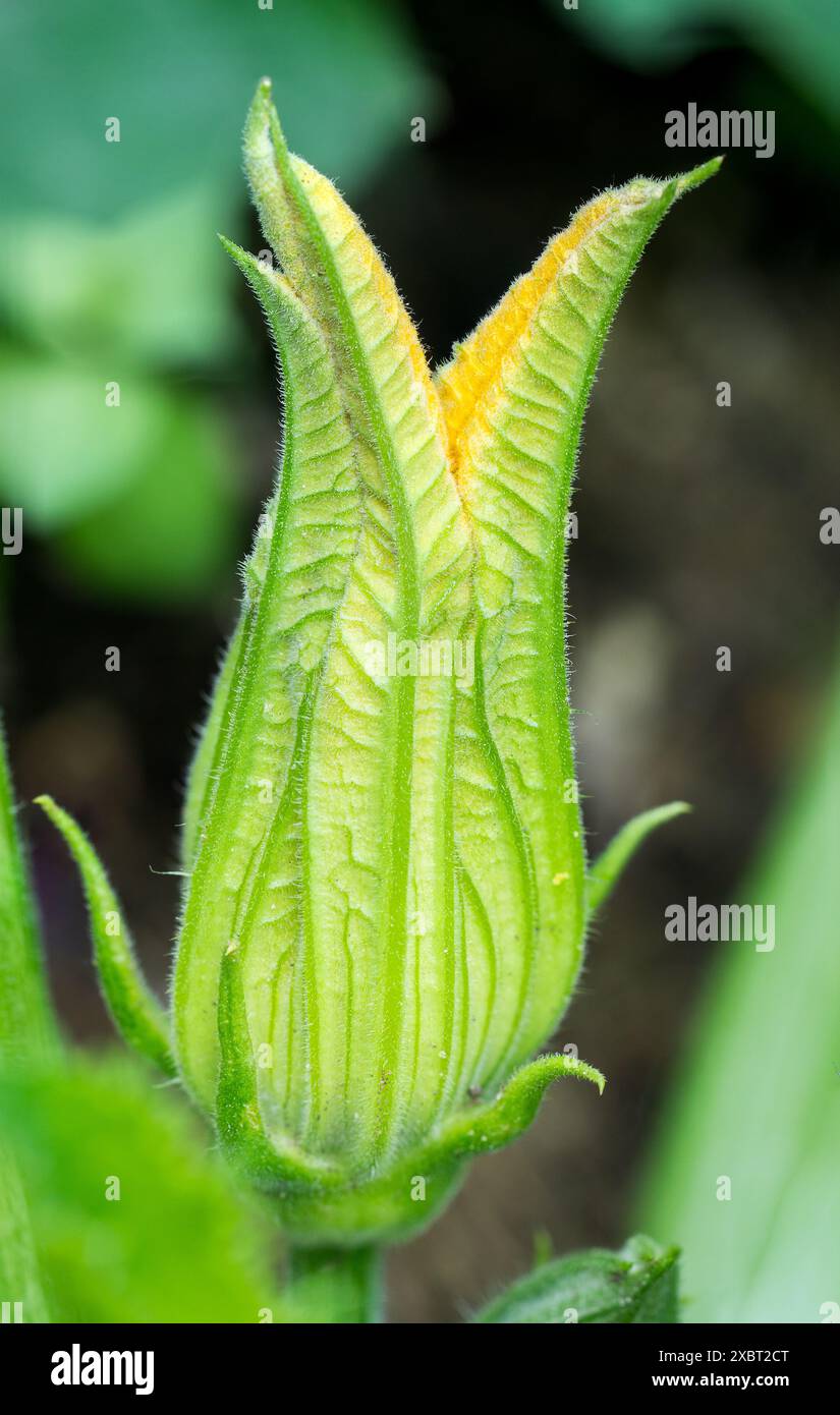 Flower with pointed petals hires stock photography and images Alamy