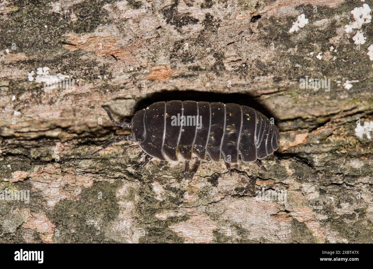 Pillbug Sowbug woodlouse slater on tree bark isopod nature pest control. Stock Photo