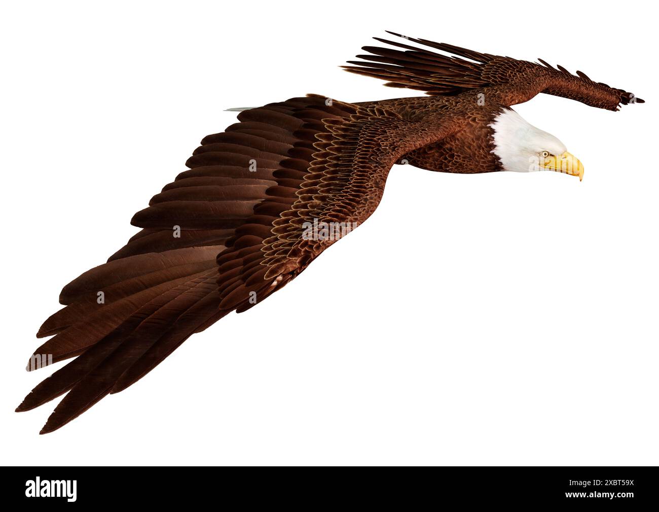 3D rendering of a bald eagle isolated on white background Stock Photo ...