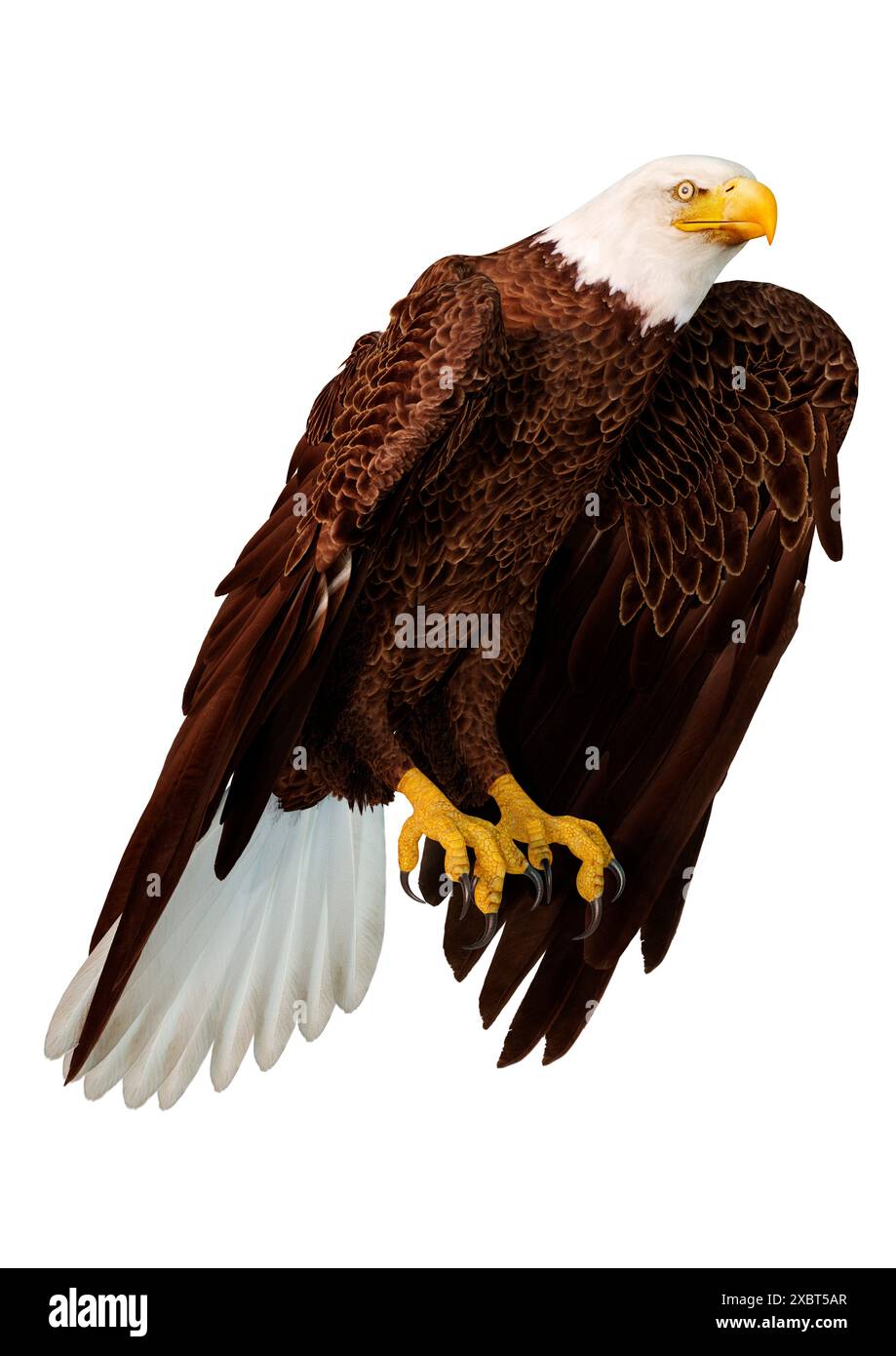 3D rendering of a bald eagle isolated on white background Stock Photo ...