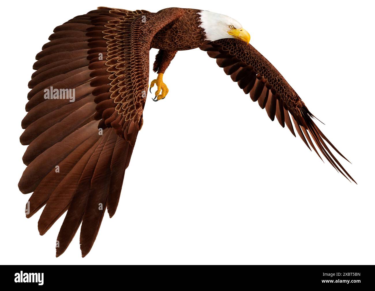 3D rendering of a bald eagle isolated on white background Stock Photo ...