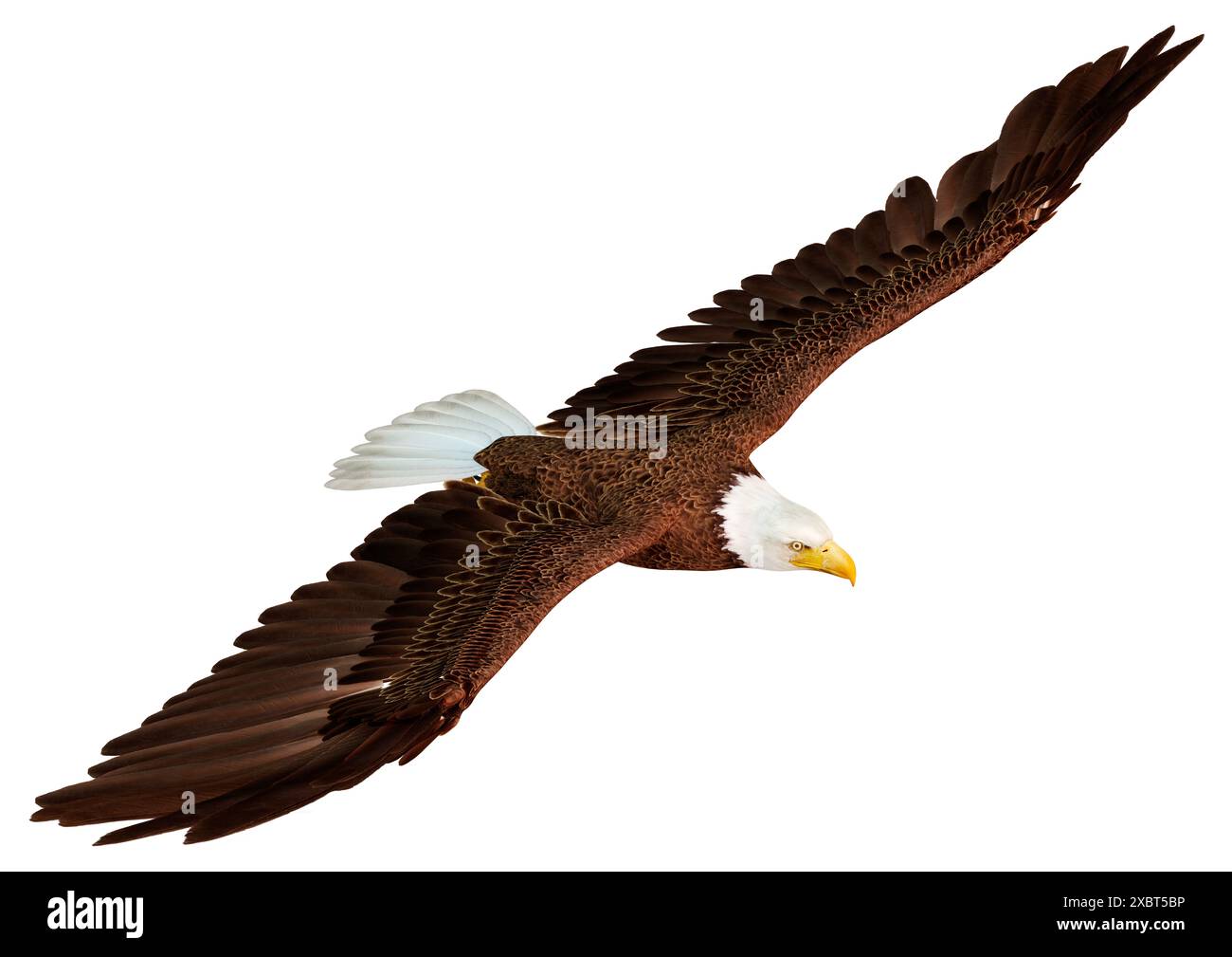 3D rendering of a bald eagle isolated on white background Stock Photo ...