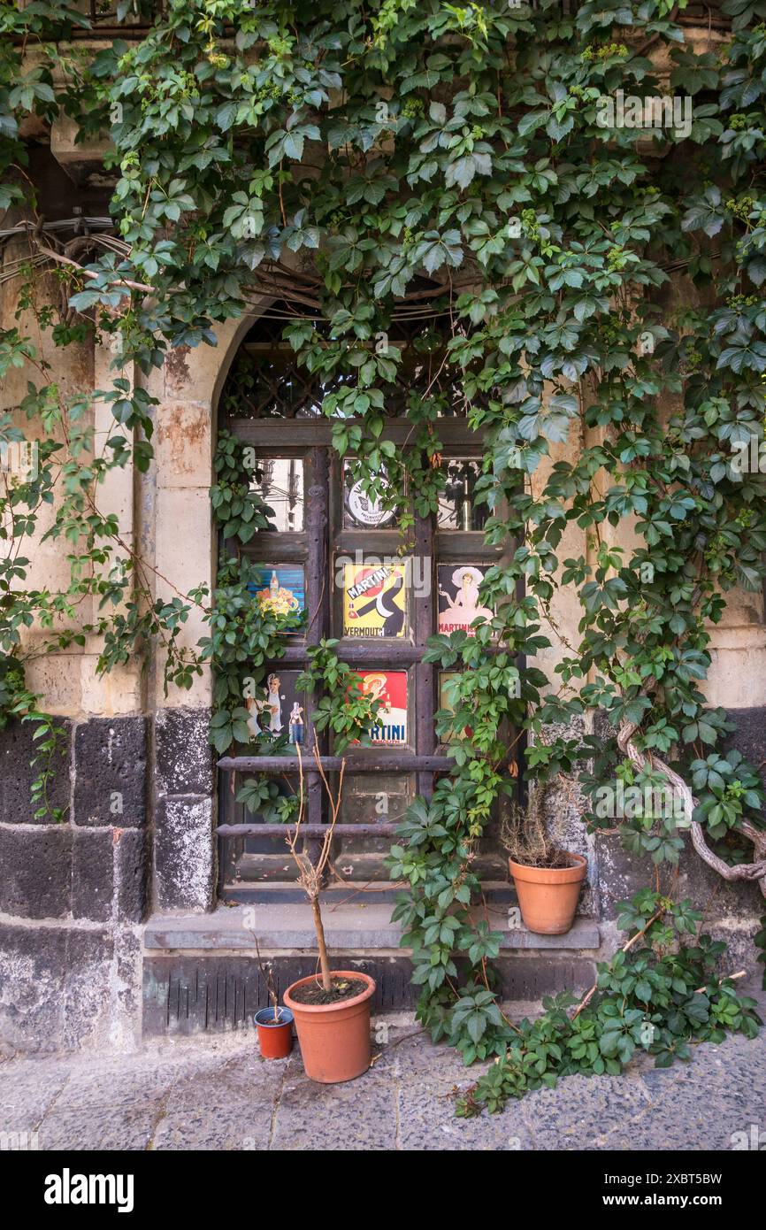 Virginia creeper (parthenocissus) almost hides an old bar in Catania, Sicily Stock Photo