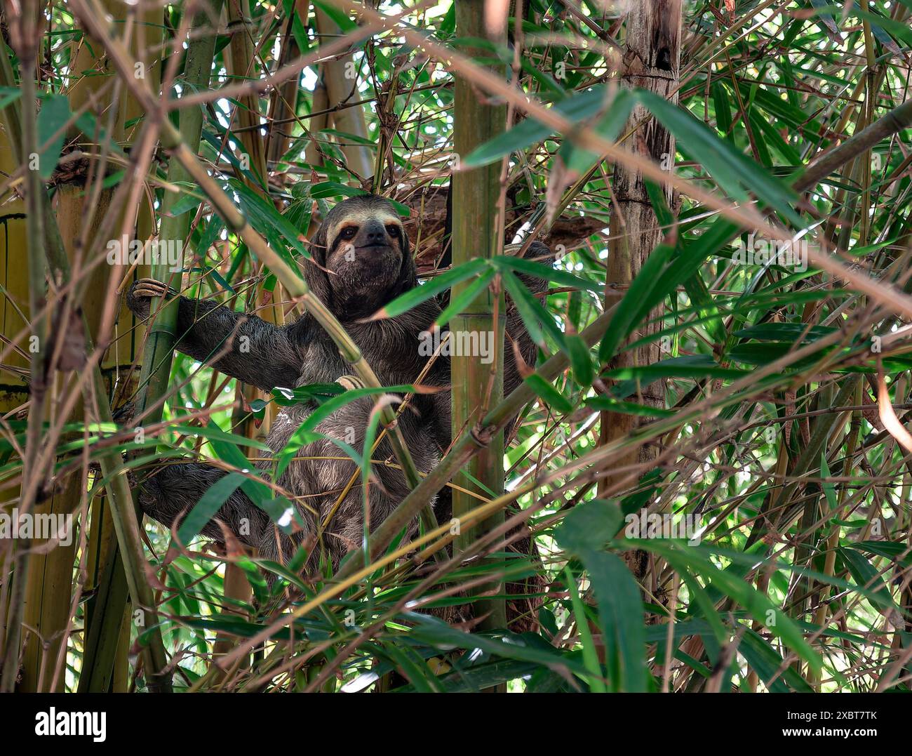 Closeup of a three toed sloth hi-res stock photography and images - Alamy