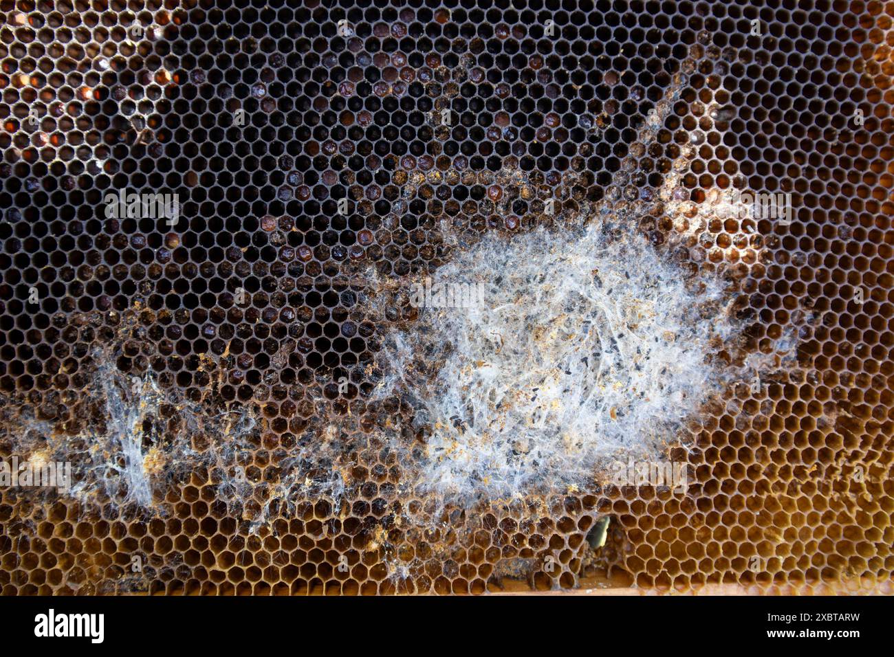 Wax moth larvae are destroying a frame in a beehive close up