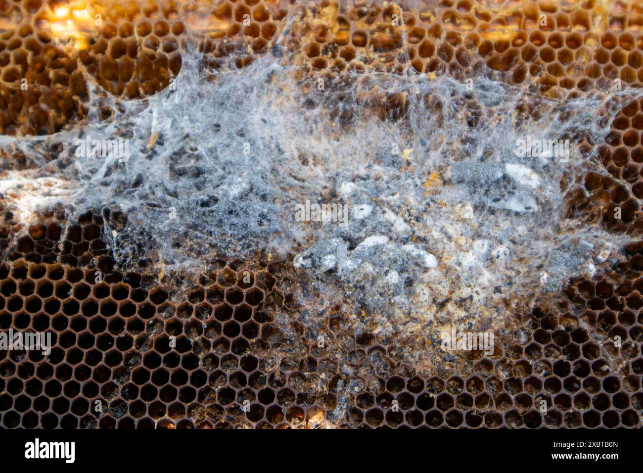 Close up of a frame in a beehive being damaged by a wax moth infestation Stock Photo