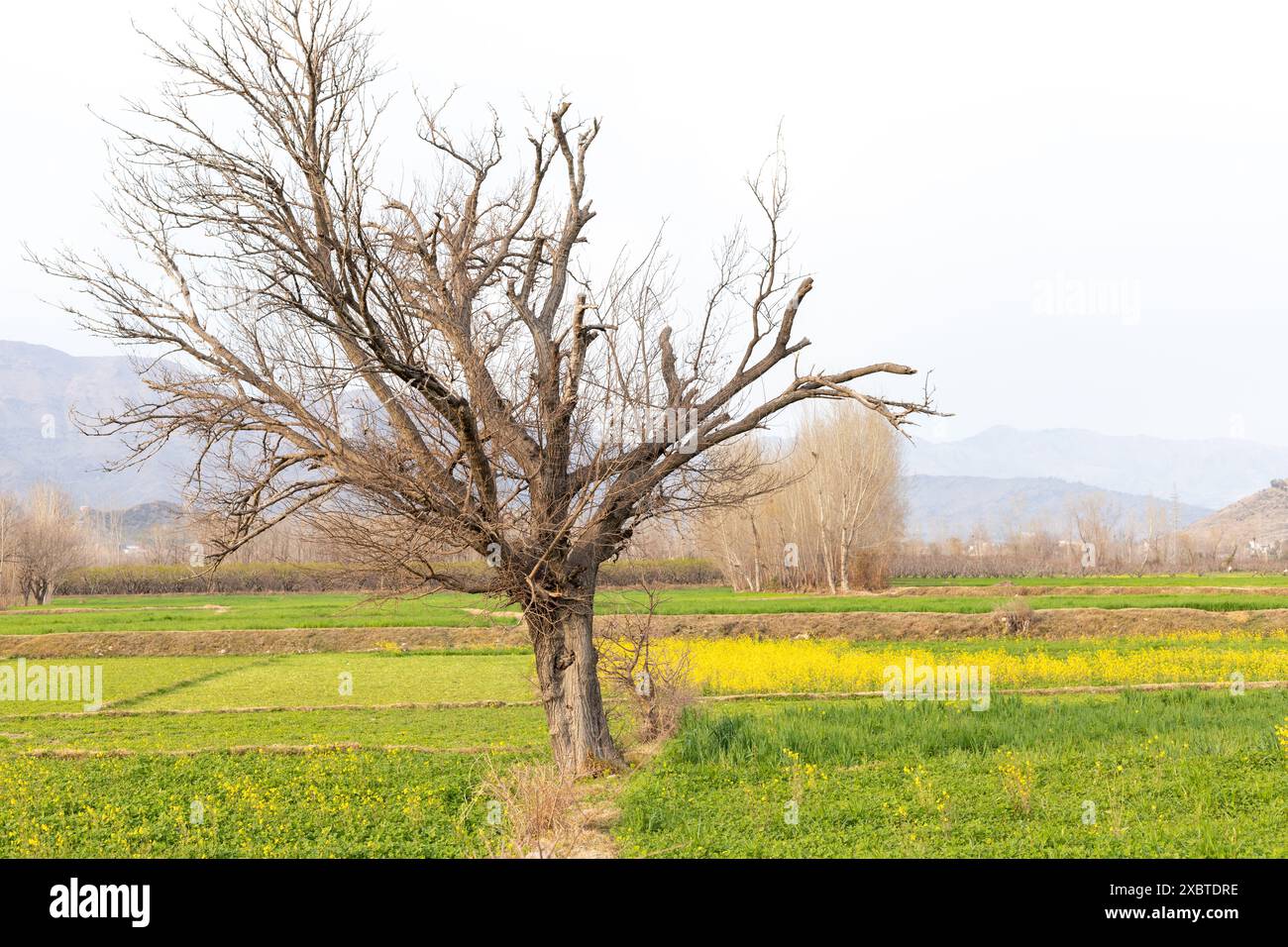 Lonely dry Mulberry tree in spring rural landscape in mustard blossom fields Stock Photo