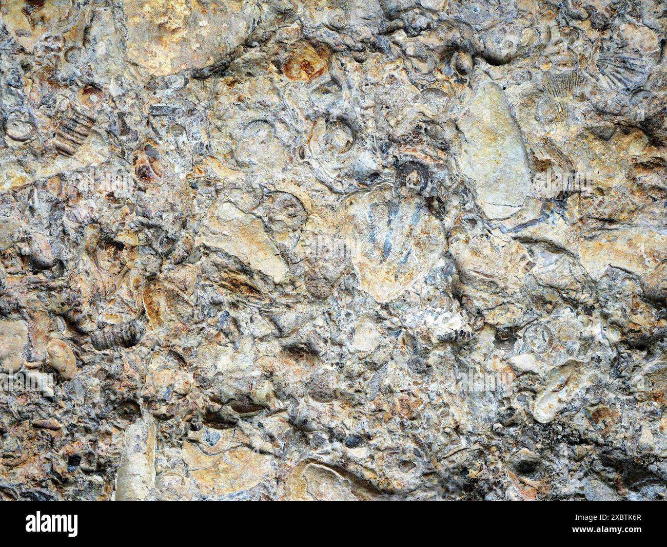 Limestone slabs with abundant fossils like corals, crinoids, and shells found on Baltic Sea, offering glimpses into ancient marine life. Stock Photo