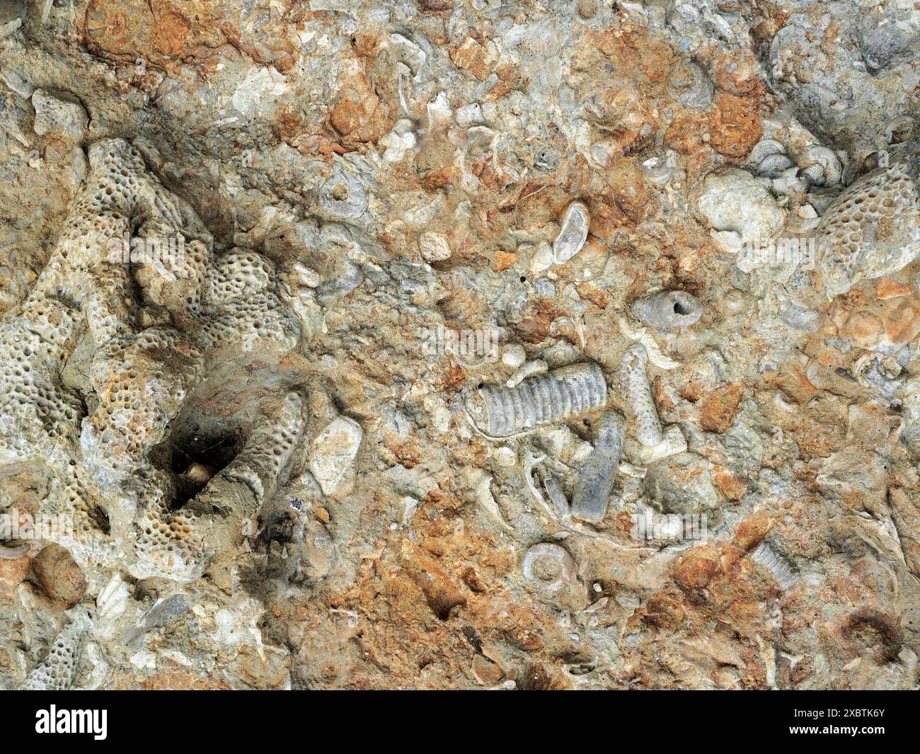 Limestone slabs with abundant fossils like corals, crinoids, and shells found on Baltic Sea, offering glimpses into ancient marine life. Stock Photo
