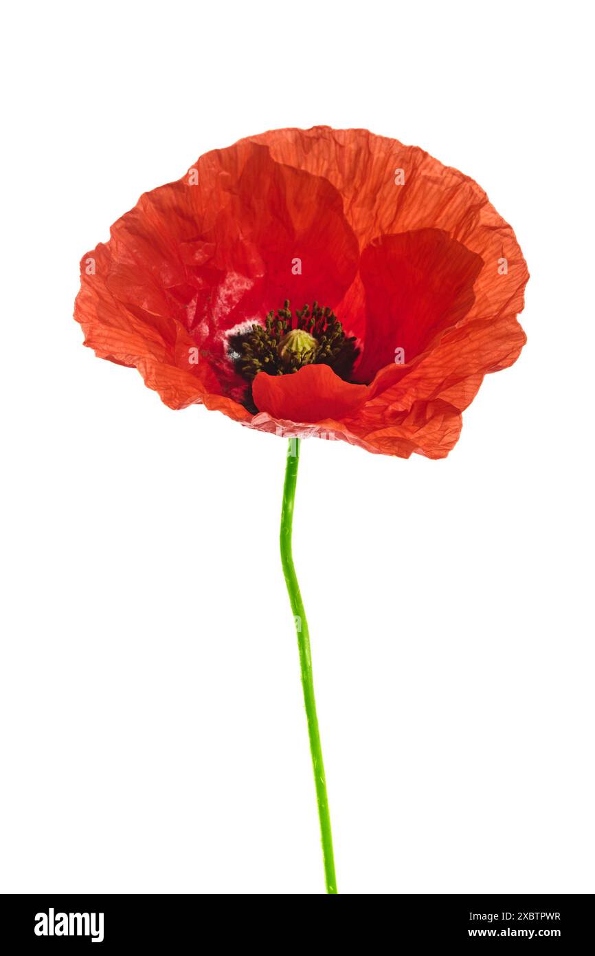 Single Red Poppy Flower Isolated on White Background Stock Photo - Alamy