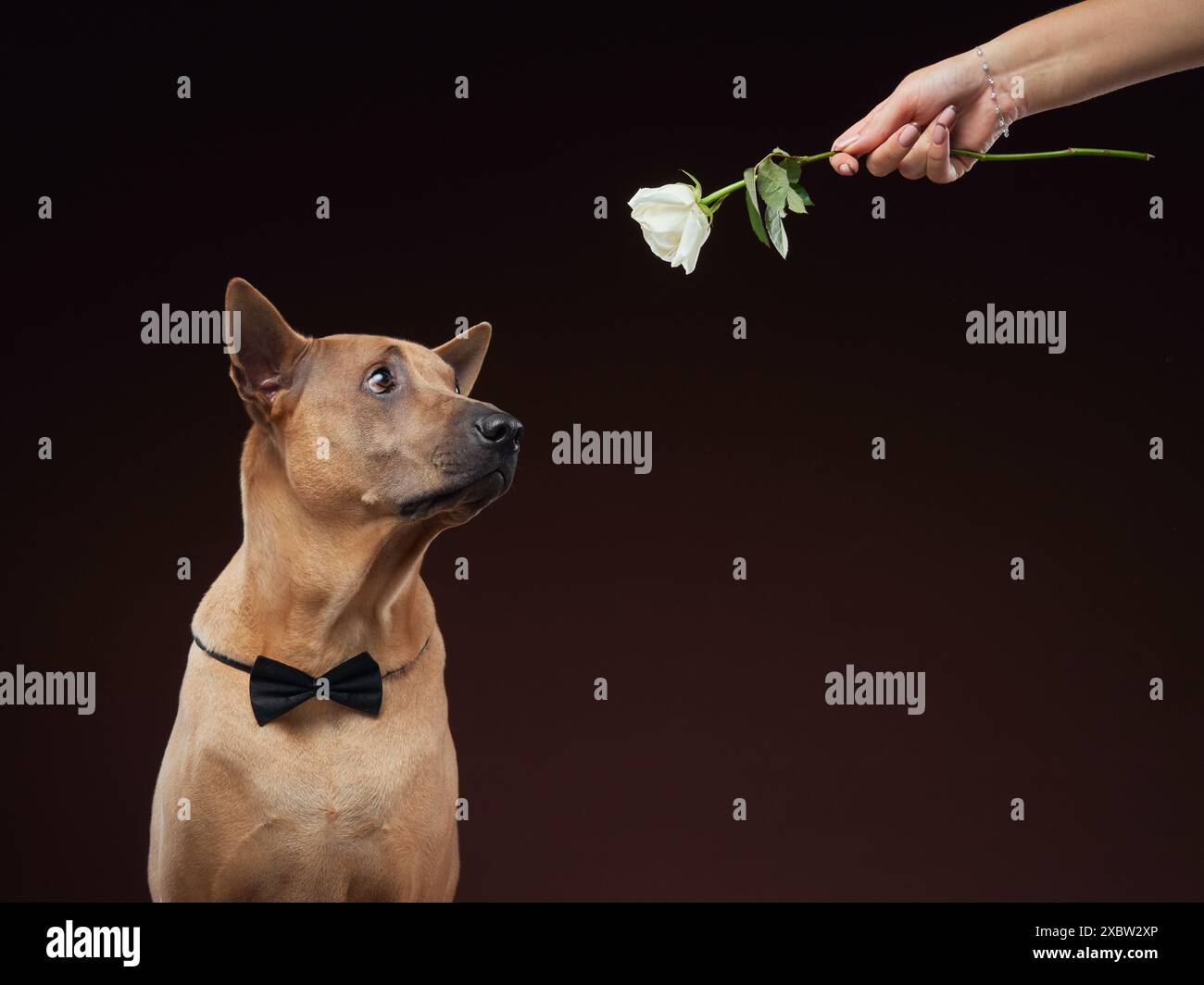 A poised dog wearing a black bow tie looks admiringly at a white rose held by a human hand.  Stock Photo