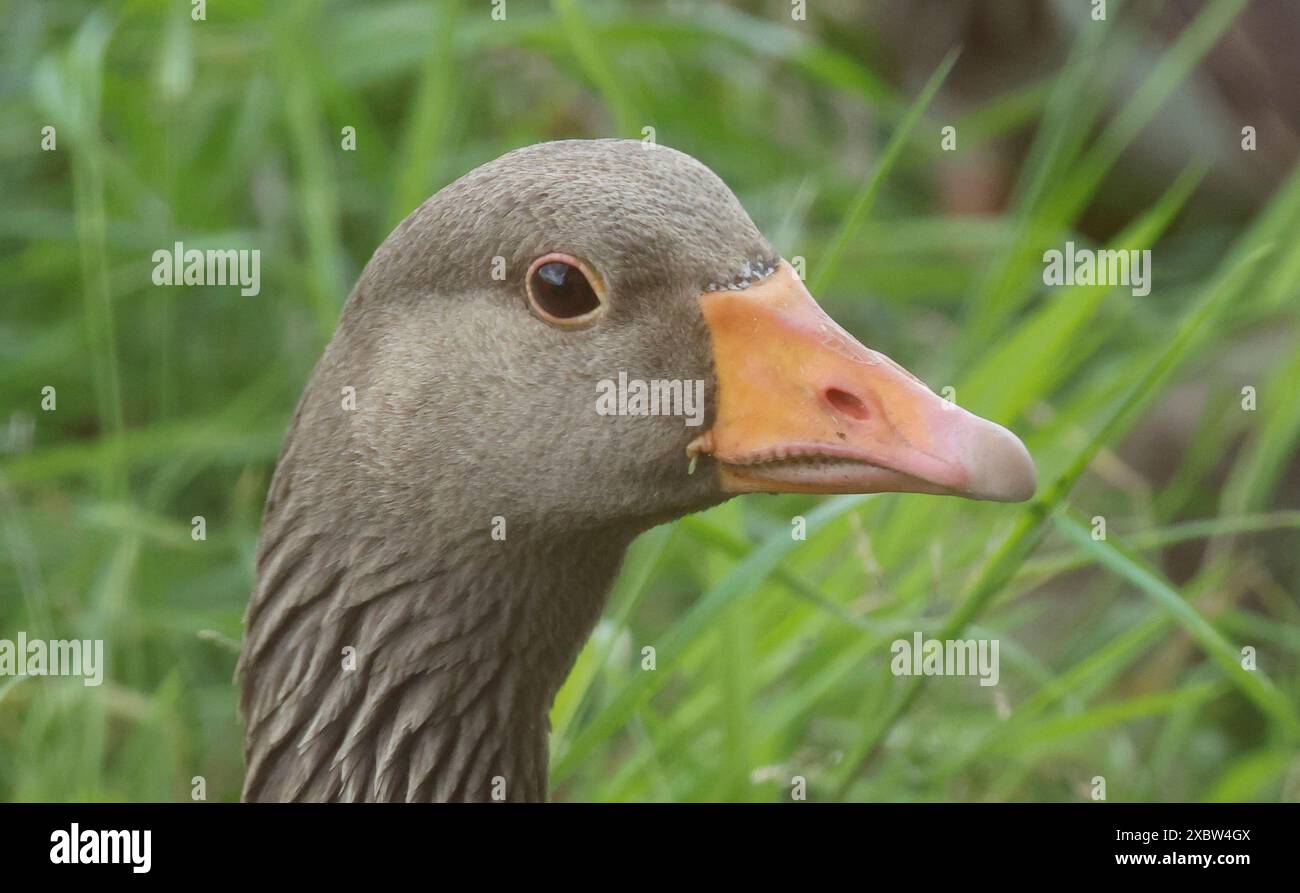 Goose Uk Rspb PURFLEET, United Kingdom, JUNE 11: Greyleg Goose at RSPB Rainham ...