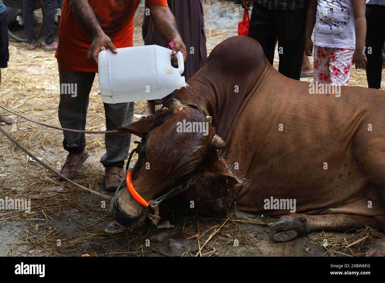 Dhaka, Dhaka, Bangladesh. 13th June, 2024. At the Gabtali cow market in ...