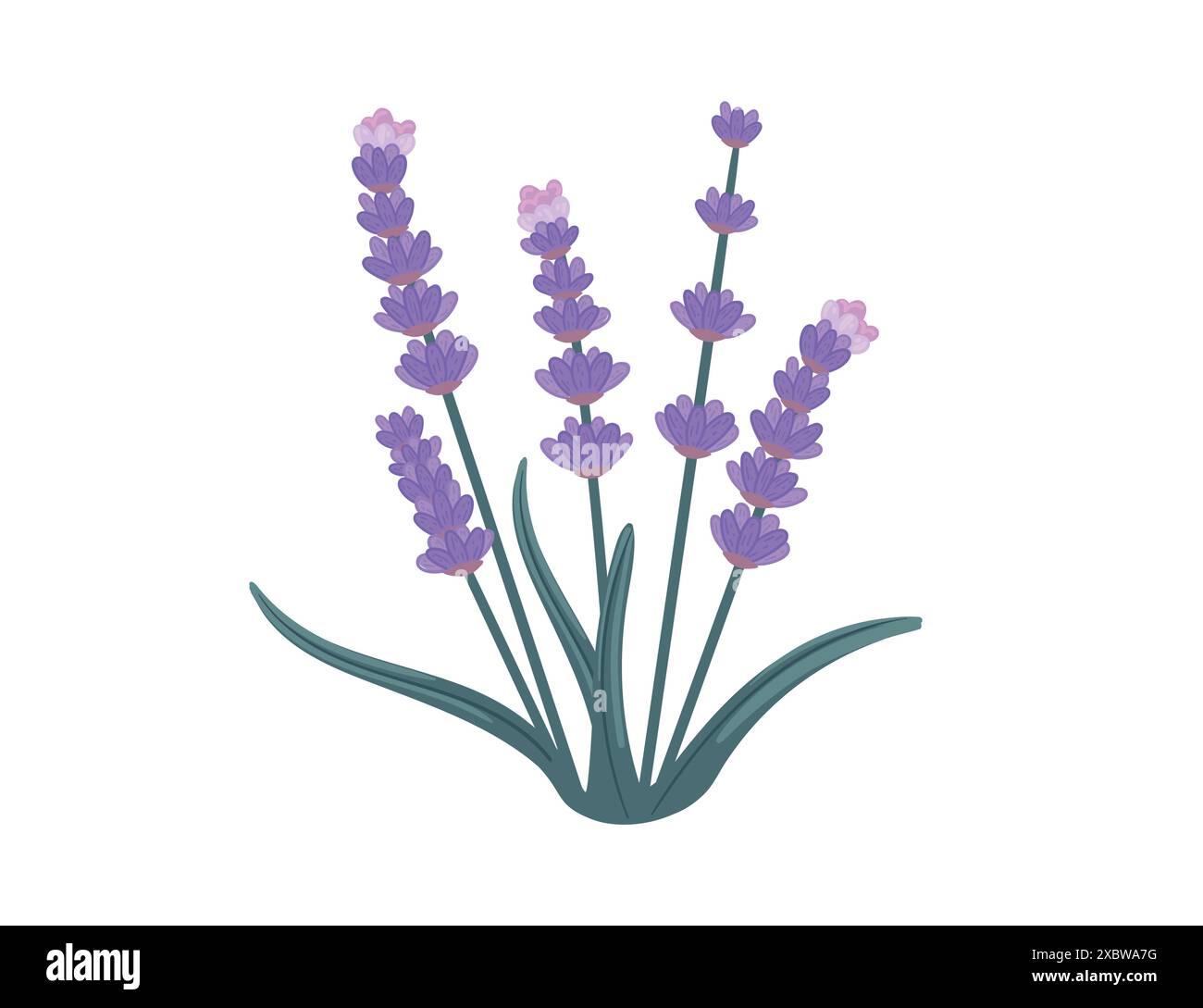 vector illustation of watercolor provance lavender isolate on white ...